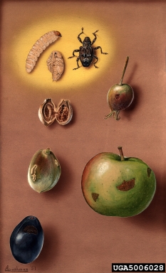 plum curculio, Conotrachelus nenuphar  (Coleoptera: Curculionidae) - 5006028