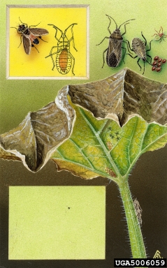 squash bug, Anasa tristis  (Hemiptera: Coreidae) - 5006059