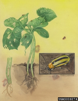 striped cucumber beetle, Acalymma vittatum  (Coleoptera: Chrysomelidae) - 5006074