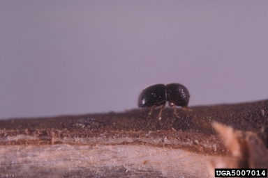 black twig borer, Xylosandrus compactus  (Coleoptera: Curculionidae) - 5007014