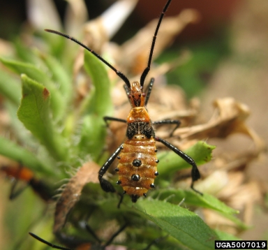 leaf-footed bugs, Leptoglossus spp.  (Hemiptera: Coreidae) - 5007019