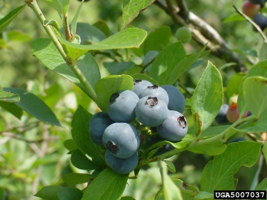 blueberry, Vaccinium spp.  (Ericales: Ericaceae) - 5007037
