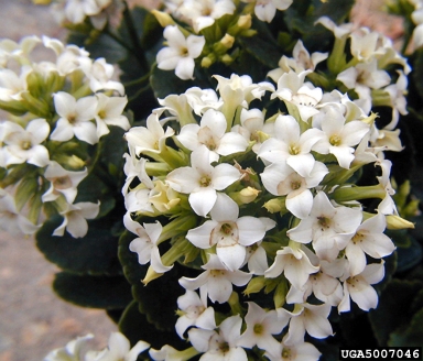 Madagascar widow's-thrill, Kalanchoe blossfeldiana  (Rosales: Crassulaceae) - 5007046
