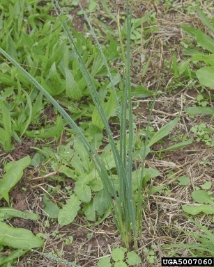 wild garlic, Allium vineale  (Liliales: Liliaceae) - 5007060