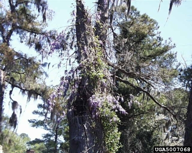 Chinese wisteria (Wisteria sinensis ) on loblolly pine (Pinus taeda ) - 5007068