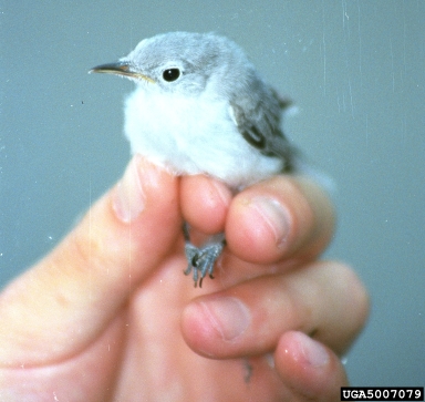 blue-gray gnatcatcher, Polioptila caerulea  (Passeriformes: Certhiidae) - 5007079