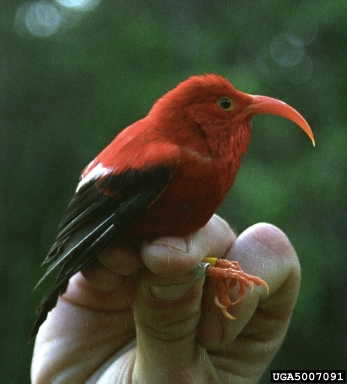 'I'iwi, Vestiaria coccinea  (Passeriformes: Fringillidae) - 5007091