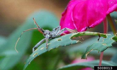 wheel bug, Arilus cristatus  (Hemiptera: Reduviidae) - 5008013