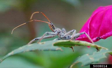 wheel bug, Arilus cristatus  (Hemiptera: Reduviidae) - 5008014