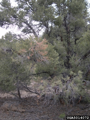 pinyon blister rust (Cronartium occidentale ) on singleleaf pinyon (Pinus monophylla ) - 5014072
