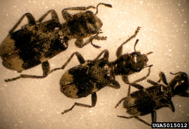 blackbellied clerid, Enoclerus lecontei  (Coleoptera: Cleridae) - 5015012