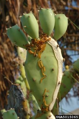 prickly pear moth, Cactoblastis cactorum  (Lepidoptera: Pyralidae) - 5015065