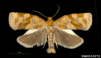 apple tortrix, Archips fuscocupreanus  (Lepidoptera: Tortricidae) - 5015072