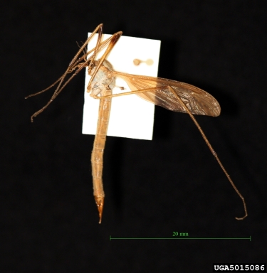 European crane fly, Tipula paludosa  (Diptera: Tipulidae) - 5015086