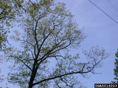 frost and winter injury (general) (  ) on northern red oak (Quercus rubra ) - 5016003