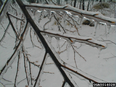 snow and ice damage (snow load),    (Abiotic: Other abiotic damage) - 5016028