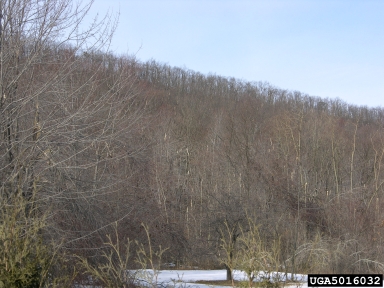 snow and ice damage (snow load),    (Abiotic: Other abiotic damage) - 5016032