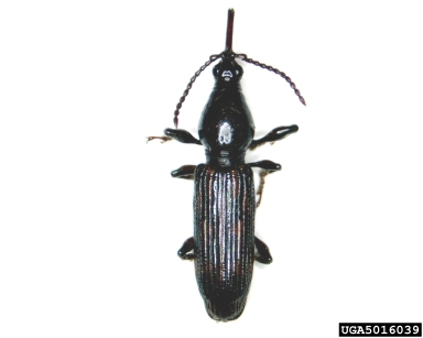 oak timberworm, Arrenodes minutus  (Coleoptera: Brentidae) - 5016039