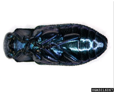 metalic wood-boring beetle, Chrysobothris chlorocephala  (Coleoptera: Buprestidae) - 5016067