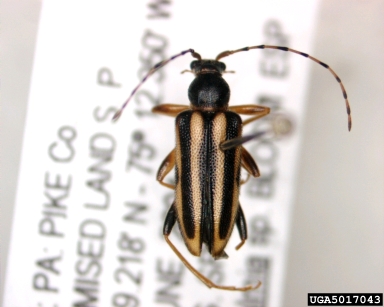flower long-horned beetle, Metacmaeops vittata  (Coleoptera: Cerambycidae) - 5017043