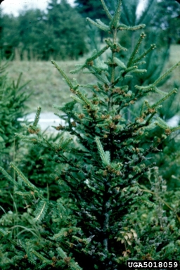 eastern spruce gall adelgid, Adelges abietis  (Hemiptera: Adelgidae) - 5018059