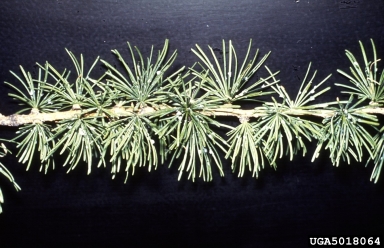 blade spruce Gall adelgid, Adelges laricis  (Hemiptera: Adelgidae) - 5018064