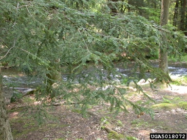 hemlock woolly adelgid (Adelges tsugae ) on hemlock (Tsuga spp. ) - 5018072
