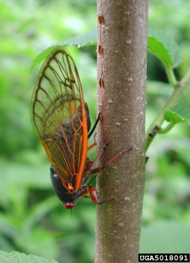periodical cicada, Magicicada spp.  (Hemiptera: Cicadidae) - 5018091