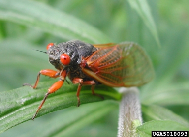 periodical cicada, Magicicada spp.  (Hemiptera: Cicadidae) - 5018093