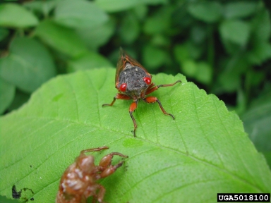 periodical cicada, Magicicada spp.  (Hemiptera: Cicadidae) - 5018100