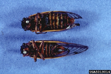periodical cicada, Magicicada septendecim  (Hemiptera: Cicadidae) - 5019014