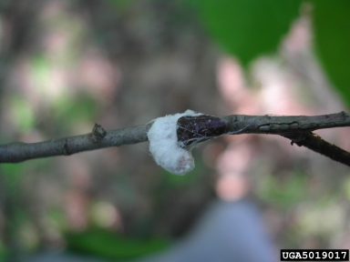 cottony maple scale, Pulvinaria innumerabilis  (Hemiptera: Coccidae) - 5019017