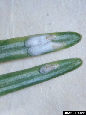 pine needle scale, Chionaspis pinifoliae  (Hemiptera: Diaspididae) - 5019022