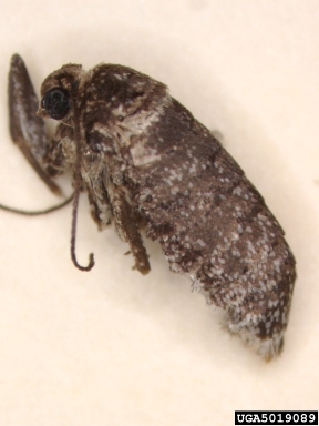 bruce spanworm, Operophtera bruceata  (Lepidoptera: Geometridae) - 5019089