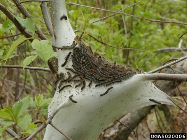 eastern tent caterpillar, Malacosoma americanum  (Lepidoptera: Lasiocampidae) - 5020006