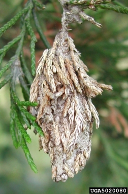 bagworm (Thyridopteryx ephemeraeformis ) on eastern redcedar (Juniperus virginiana ) - 5020080