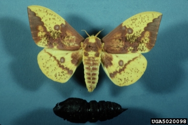 imperial moth, Eacles imperialis  (Lepidoptera: Saturniidae) - 5020098