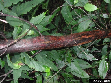 chestnut blight or canker (Cryphonectria parasitica ) on American chestnut (Castanea dentata ) - 5021065