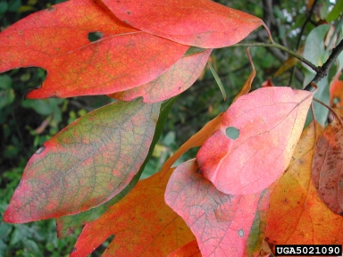 sassafras, Sassafras albidum  (Laurales: Lauraceae) - 5021090