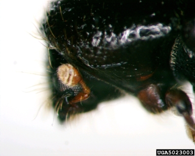 ambrosia beetle, Euwallacea validus  (Coleoptera: Curculionidae) - 5023003