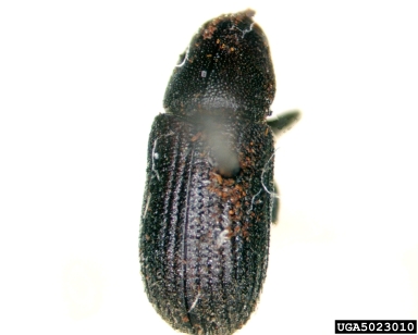 bark beetle, Hylurgops rugipennis  (Coleoptera: Curculionidae) - 5023010