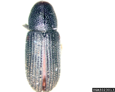 bark beetle, Hylastes opacus  (Coleoptera: Curculionidae) - 5023013