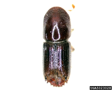 sixspined ips, Ips calligraphus  (Coleoptera: Curculionidae) - 5023028