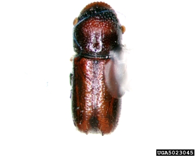 twig beetles, Pityophthorus spp.  (Coleoptera: Curculionidae) - 5023045