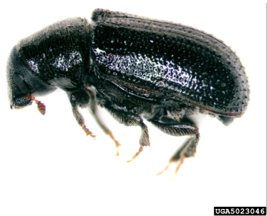 larger pine shoot beetle, Tomicus piniperda  (Coleoptera: Curculionidae) - 5023046