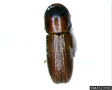 fruit-tree pinhole borer, Xyleborinus saxeseni  (Coleoptera: Curculionidae) - 5023060