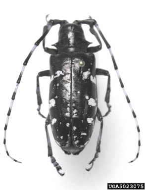 Asian longhorned beetle, Anoplophora glabripennis  (Coleoptera: Cerambycidae) - 5023075