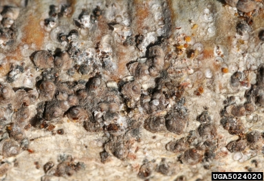 willow scale (Diaspidiotus gigas ) on aspen/poplar (Populus spp. ) - 5024020