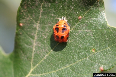 multicolored Asian lady beetle, Harmonia axyridis  (Coleoptera: Coccinellidae) - 5024031
