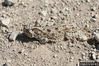 Texas horned lizard, Phrynosoma cornutum  (Squamata: Phrynosomatidae) - 5024049
